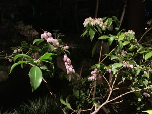 IMG_0815