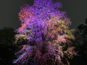 IMG_0841